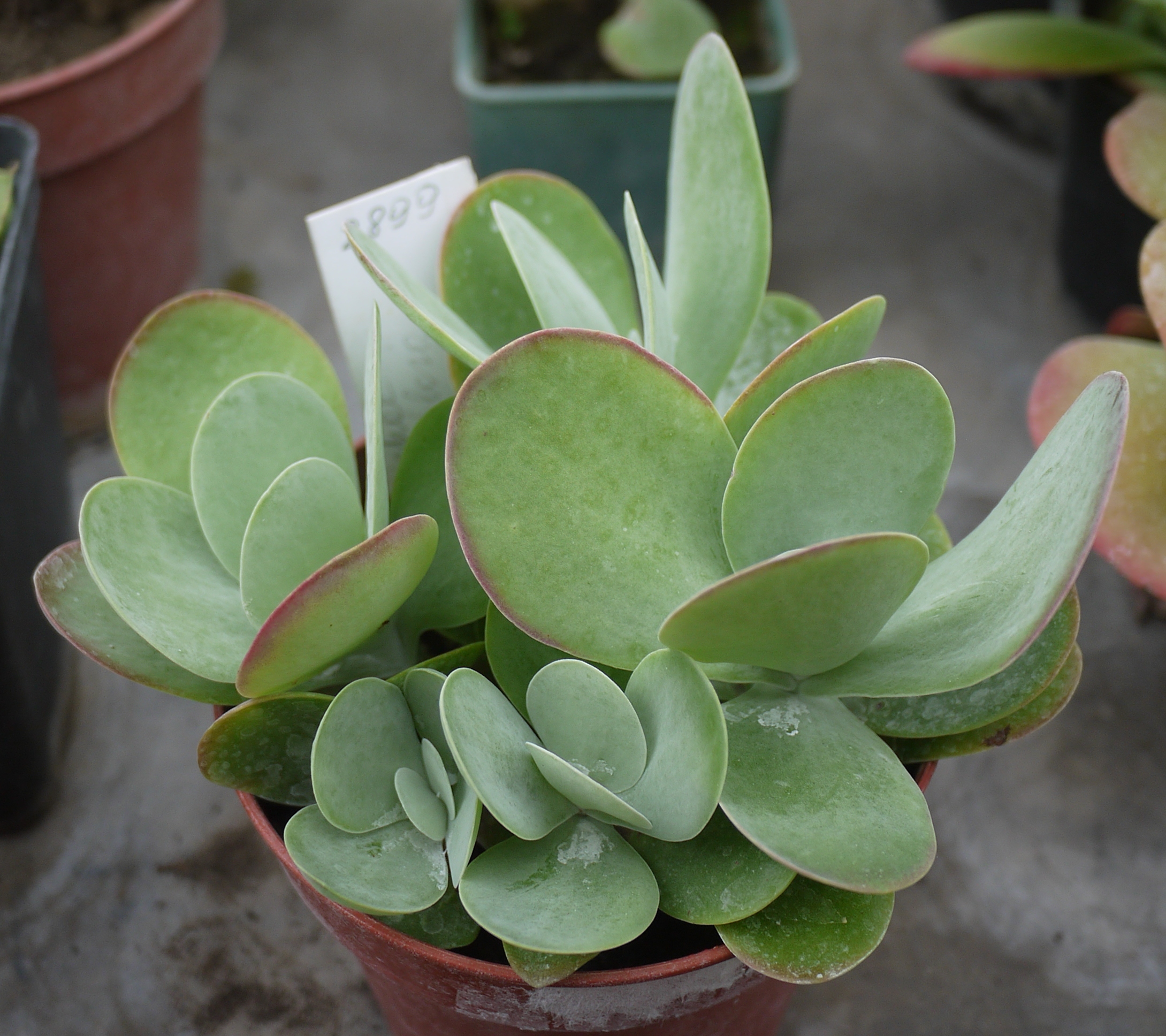 Коллекции растений ЦСБС СО РАН - Kalanchoe thyrsiflora Harv. – Каланхое ...